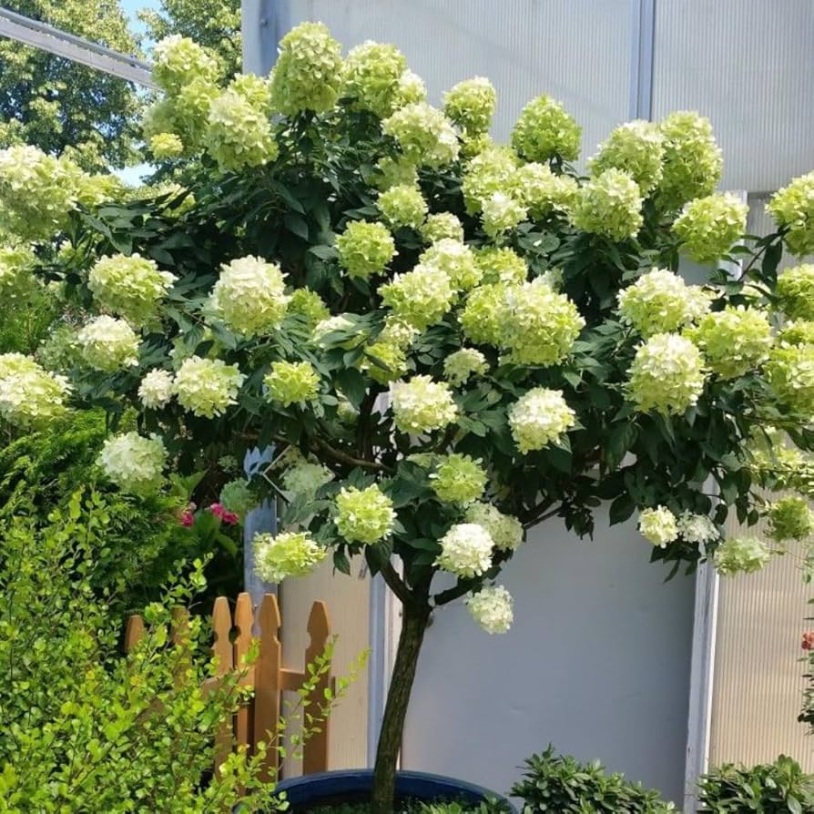 ドナルド・サルタン 「hydrangea in a green pot」 ドナルド・サルタン 「hydrangea in a green pot」 ドナルド